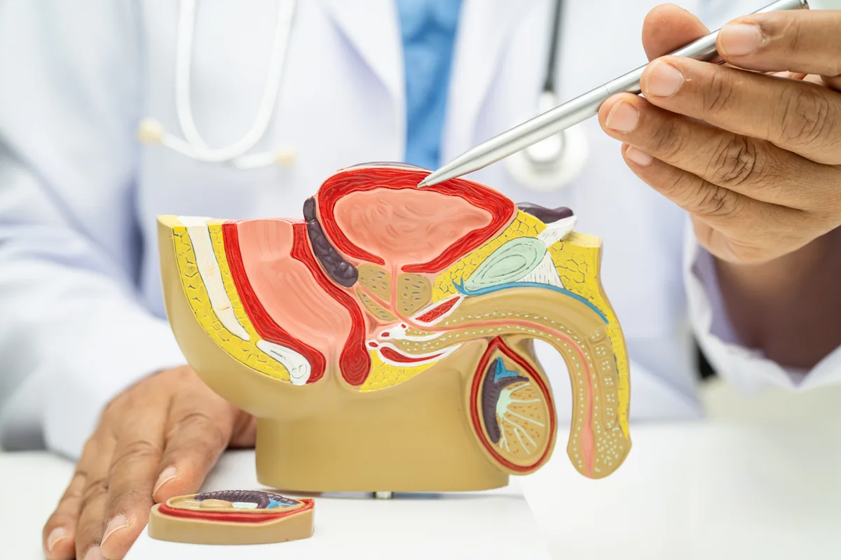 All You Need To Know About Urology